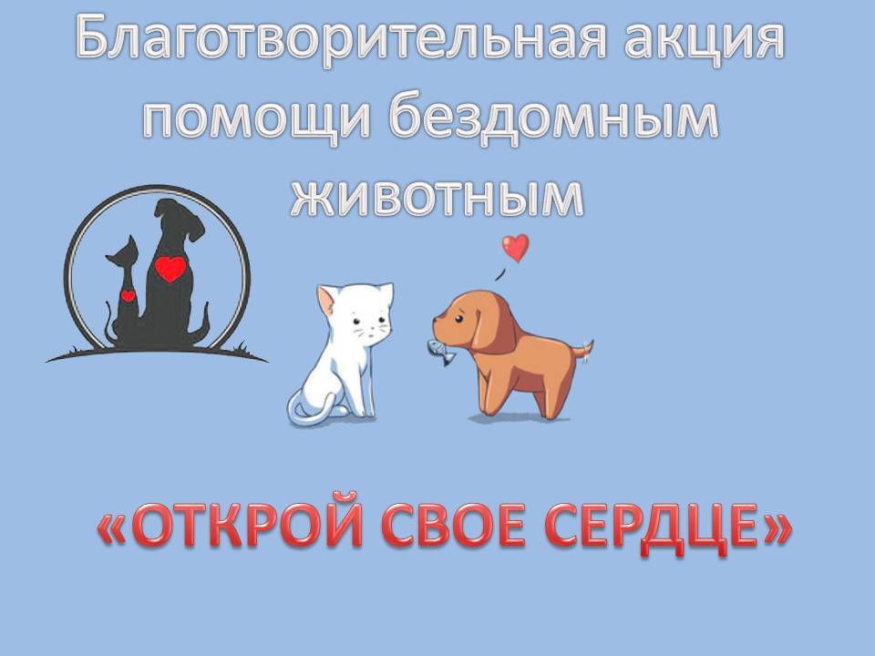 Как решают проблему бездомных животных в россии и на западе и что делать, если хочешь помочь
