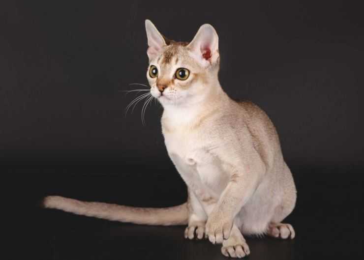 Сингапурская кошка – характеристика породы, описание характера, советы по уходу и содержанию