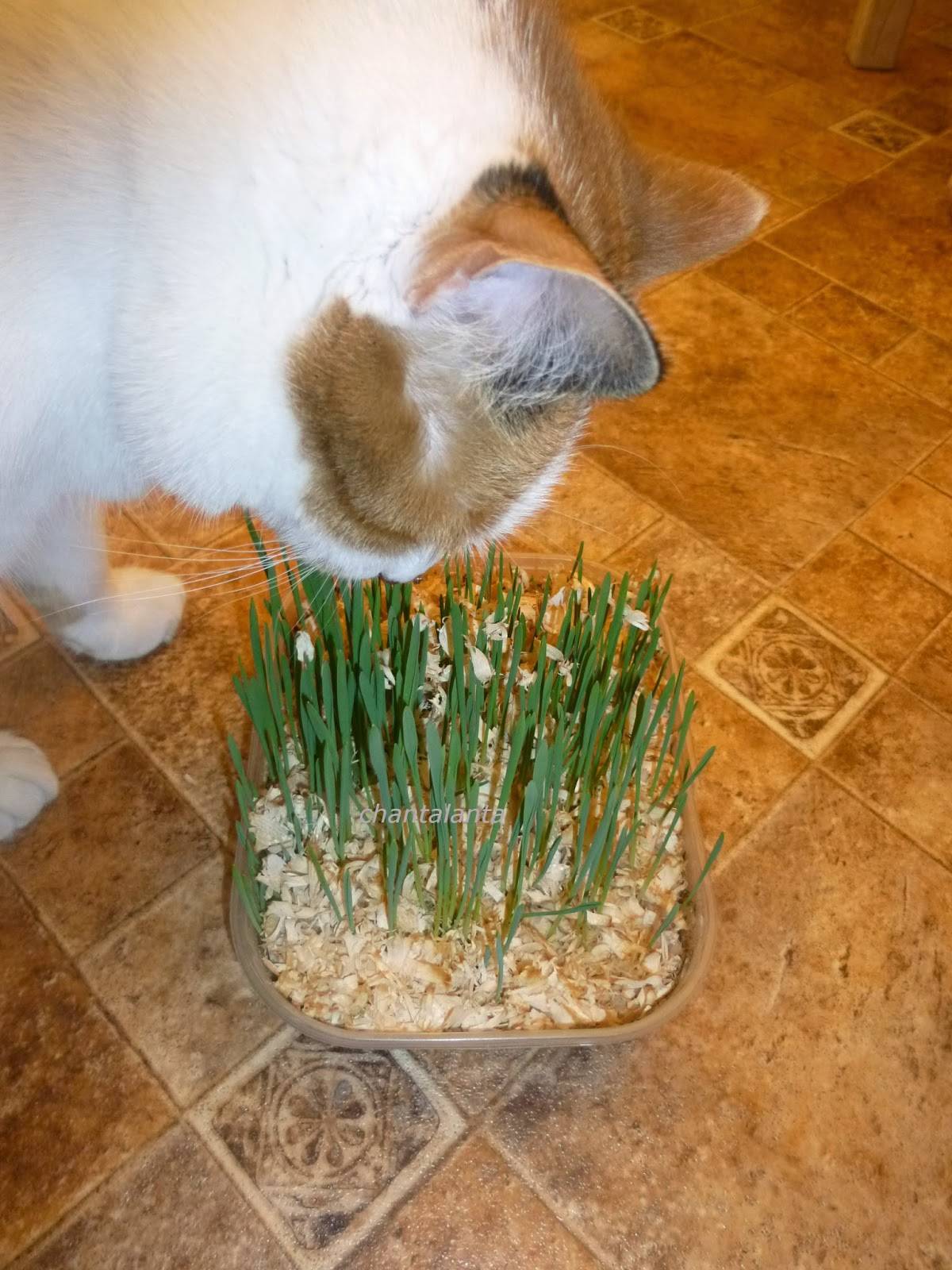 Зачем кошкам нужна трава? | блог на vetspravka.ru