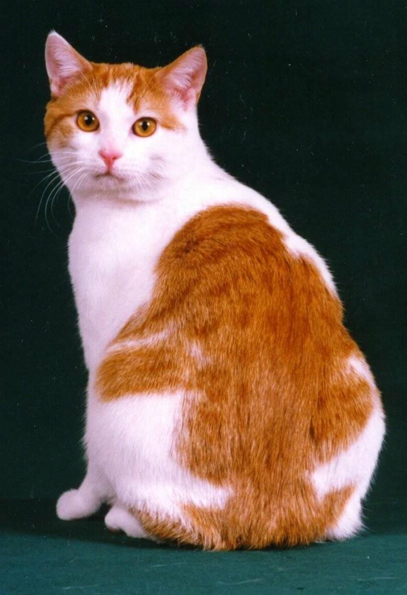 Тайская кошка: описание породы и характера, фото и видео