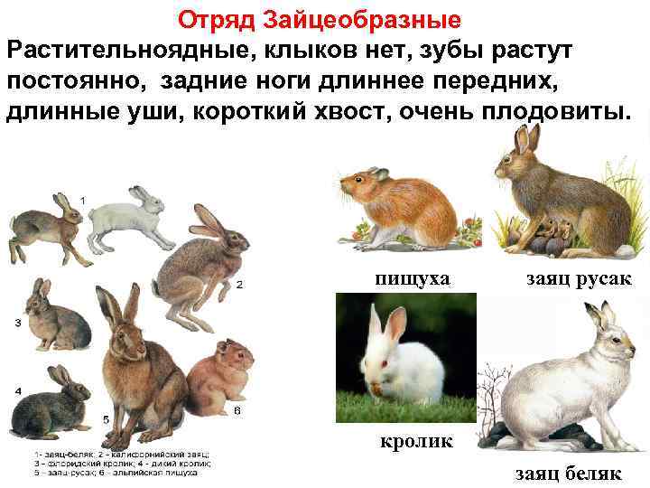 Зайцы: описание, среда обитания, чем питаются, сколько живут