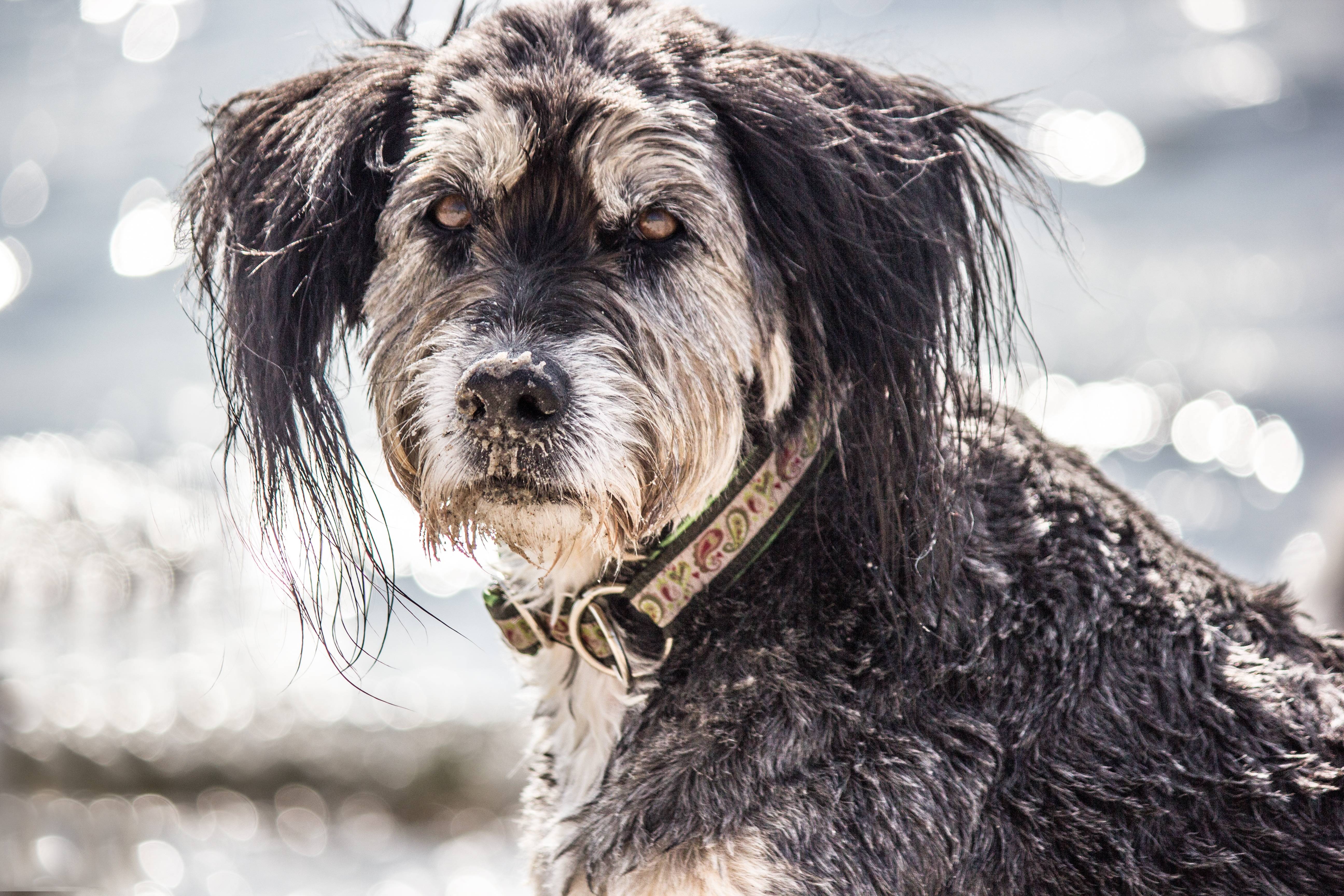 Бернский зенненхунд: все о собаке, фото, описание породы, характер, цена