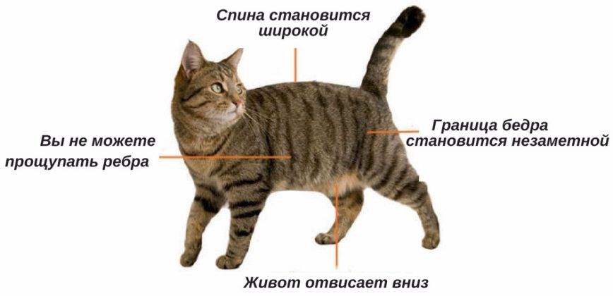 Ожирение у кошек: причины возникновения, определение стадии, диета и другие методы лечения