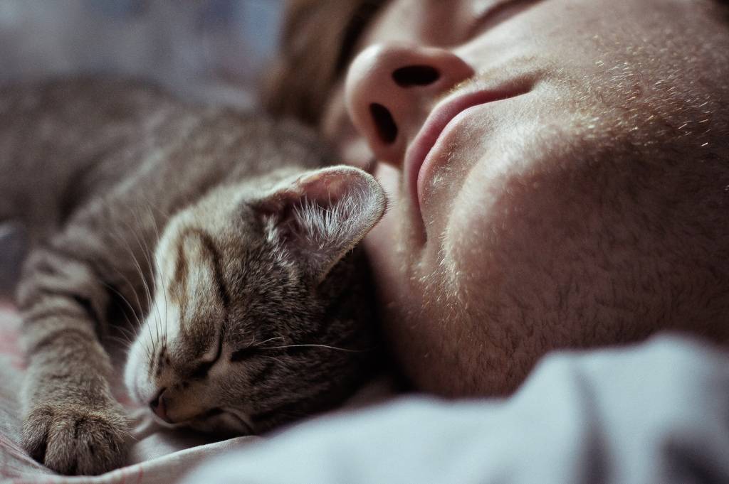 Почему кот спит на голове хозяина