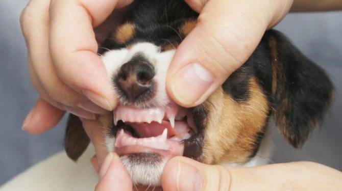 Что нужно знать о смене зубов у йоркширского терьера