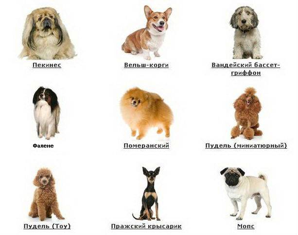 Самые маленькие породы собак в мире – названия,описания и сколько стоят щенки