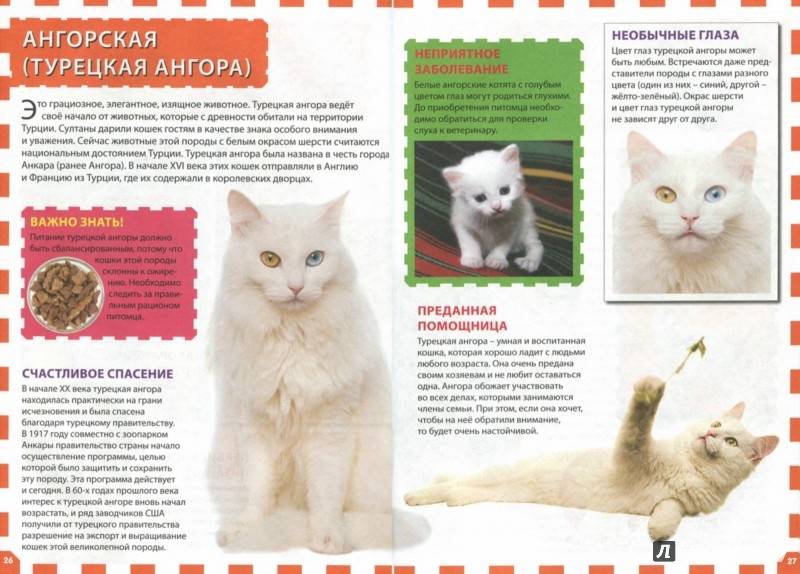 Кошка ангорская: история происхождения породы, внешний вид и фото, особенности характера и ухода за котом, отзывы владельцев