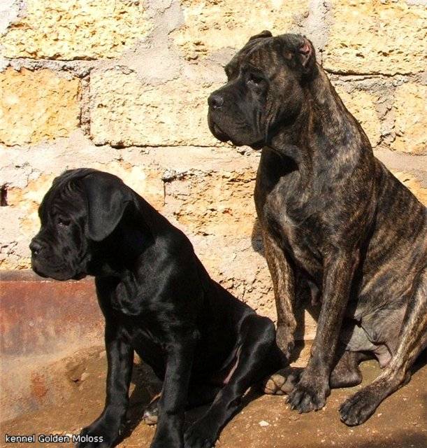 Кане корсо (итальянский мастиф): описание породы и характеристика собак, как выглядит на фото, а также как ведет себя с детьми и другие ее особенности
