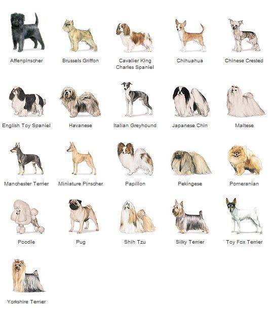 Топ самых маленьких карликовых собак с фотографиями и названиями, рейтинг по популярности — женские советы