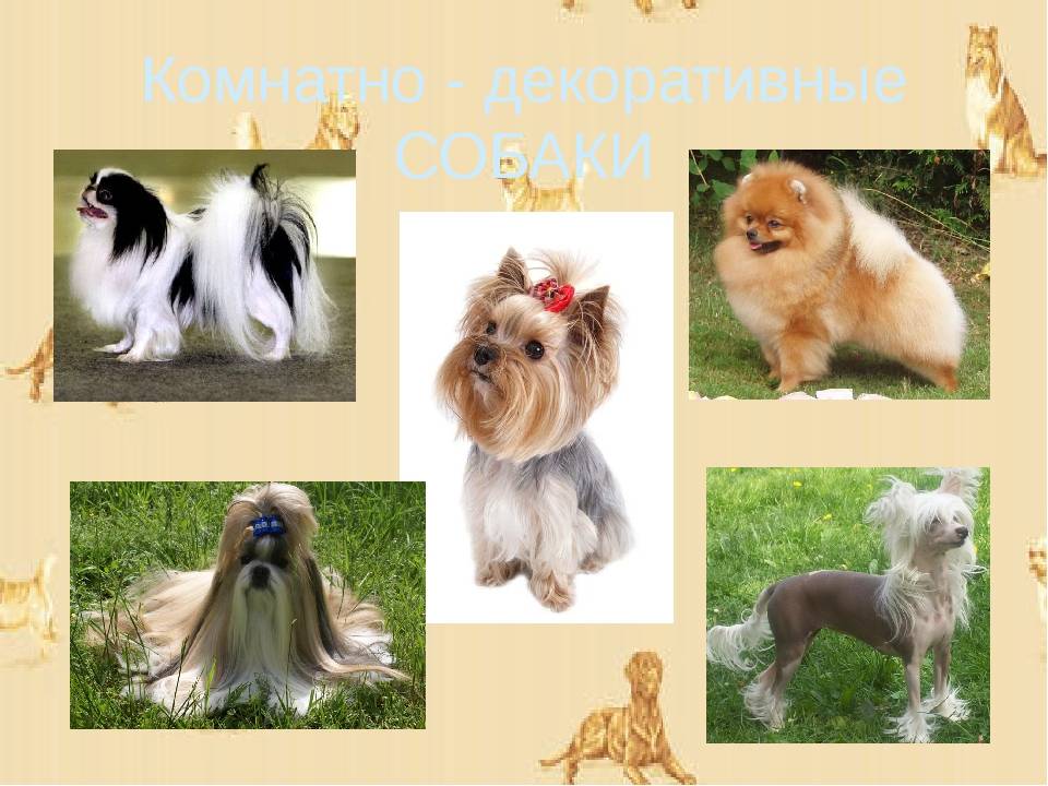 Название собак с фотографиями. все породы собак, фото, видео, отзывы владельцев щенков