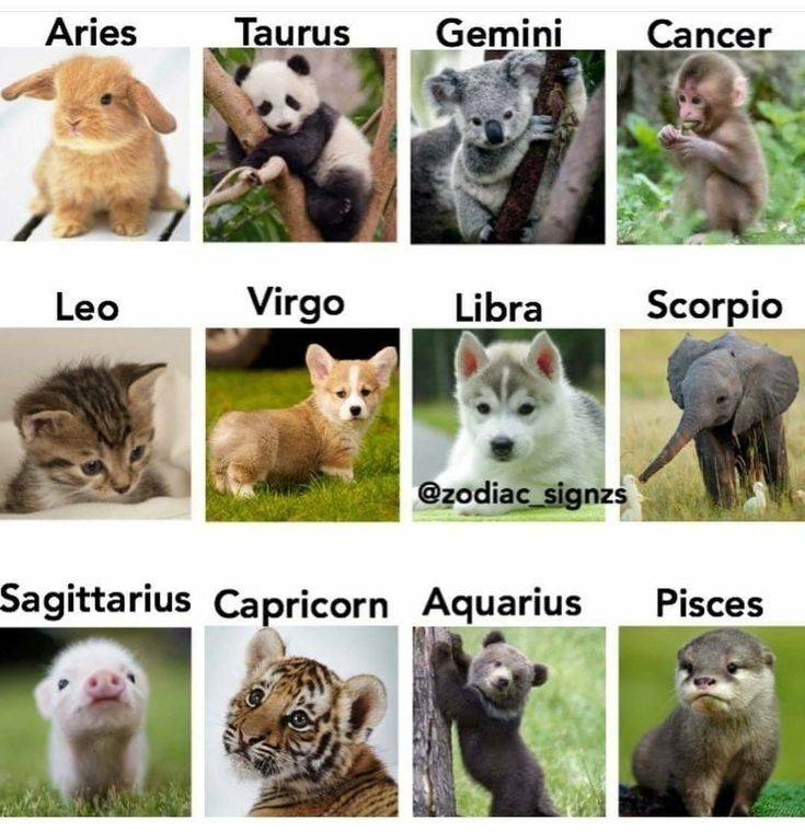 Животные по знакам зодиака