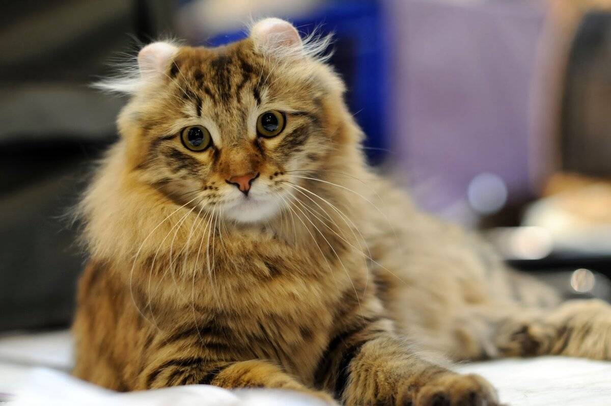 Топ 10 самые красивые породы кошек в мире - лучшие топ 10