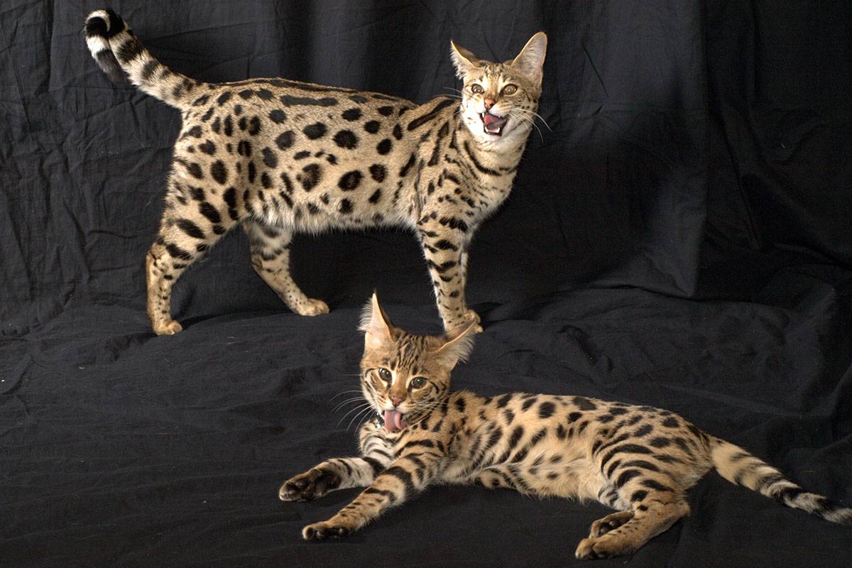 гибрид кота и сиамской кошки