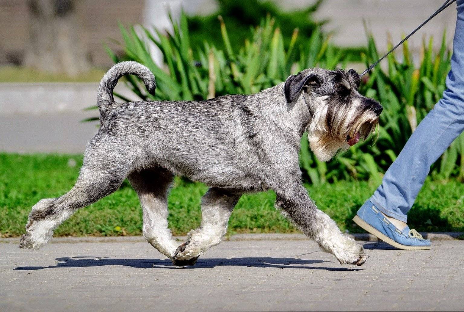 Цвергшнауцер (69 фото): описание породы, плюсы и минусы мини-собак. как выбрать щенка? сколько живут собаки? отзывы владельцев