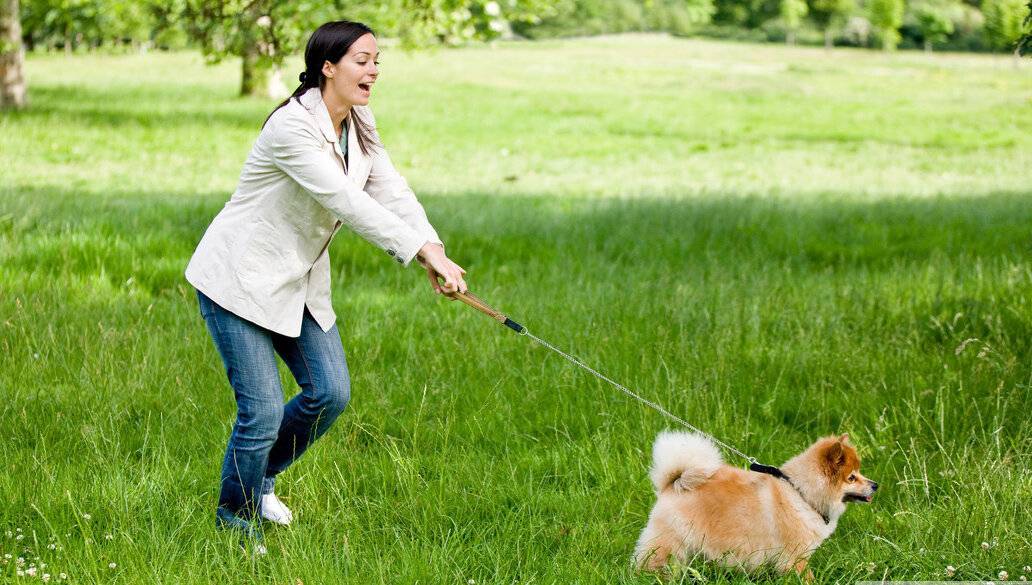 Узнаем как приучить собаку к поводку и ошейнику — советы для любого возраста