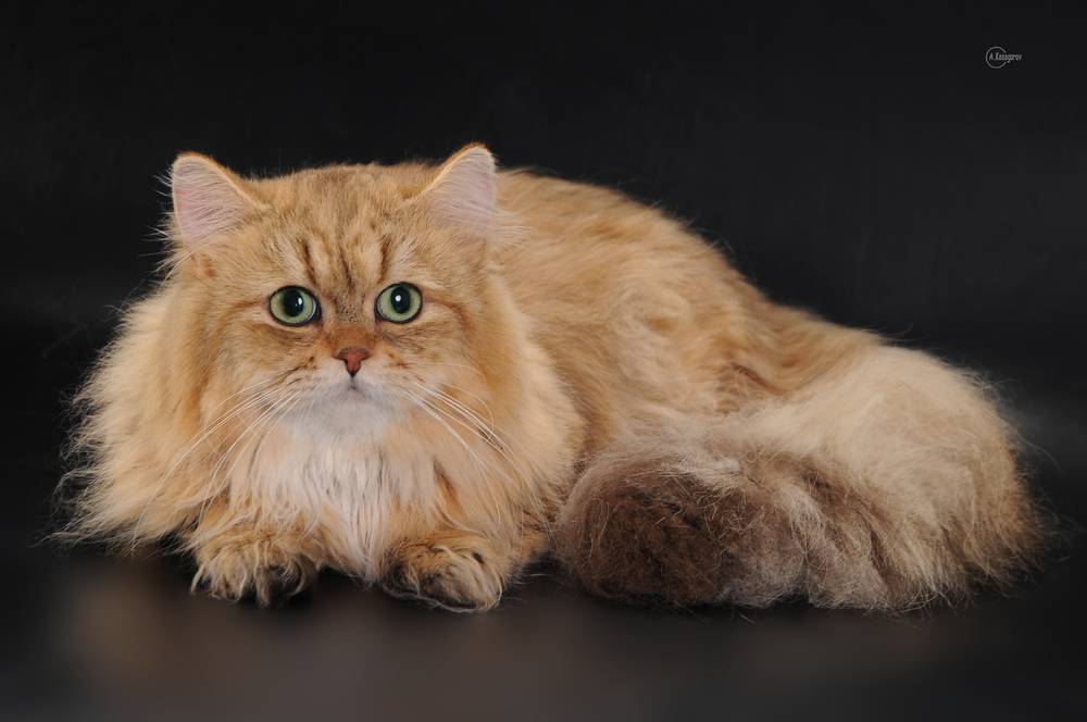 Британская длинношерстная кошка: описание, условия содержания и особенности кормления