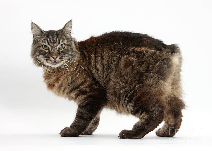 Мэнкс (мэнская кошка): описание породы и характера, фото