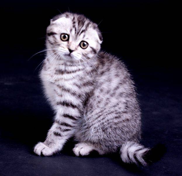 Шотландская вислоухая кошка: характер, описание породы, чем кормить | zoosecrets