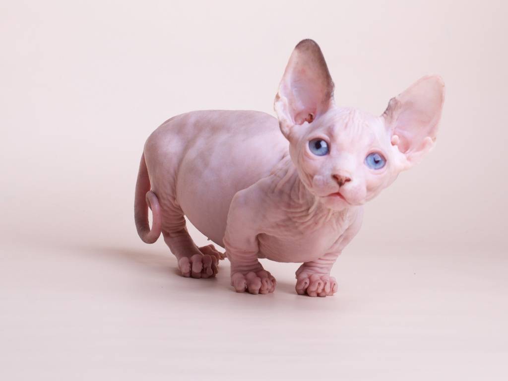 Бамбино (кошка): фото, цена котенка, описание породы, характер и уход