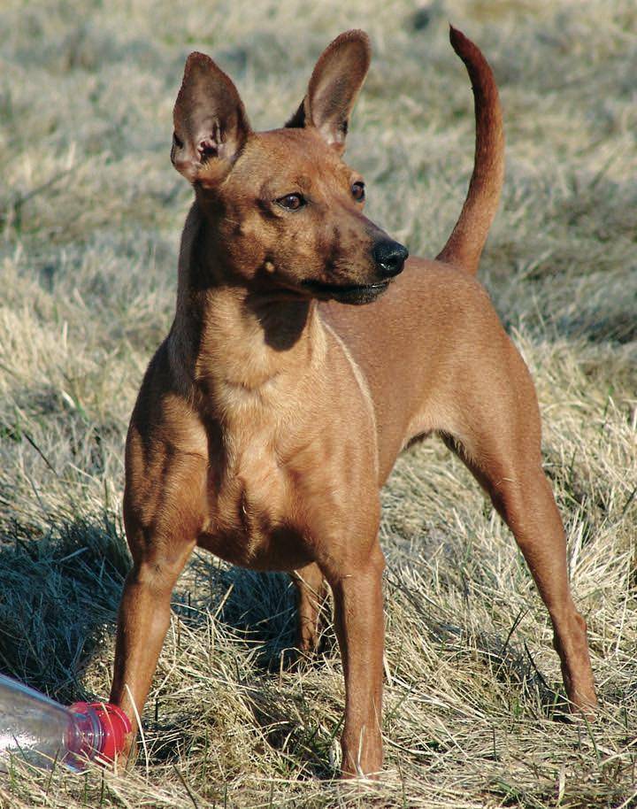 Манчестерский терьер: фото собак, характер и описание терьера