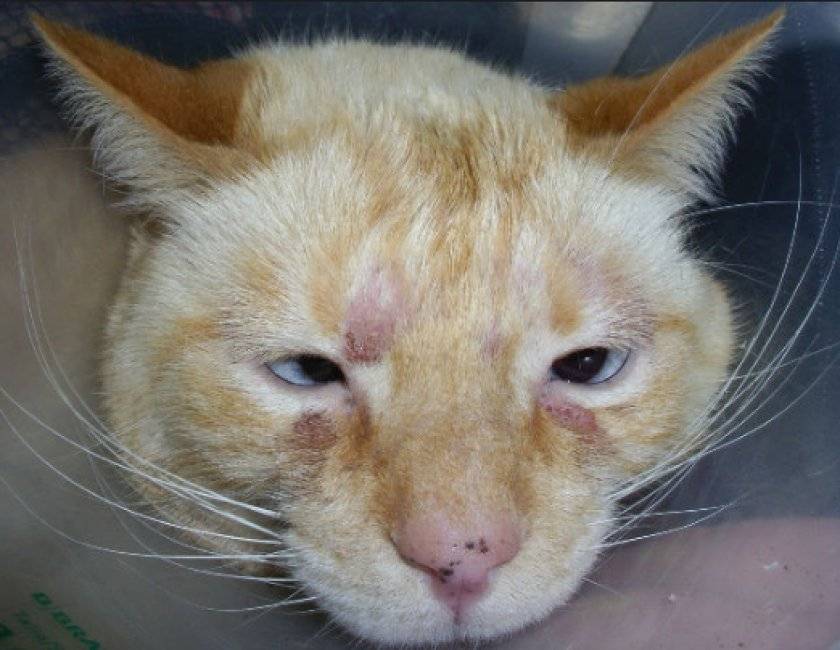 Аллергия на шерсть: нужно ли выгонять кошку?