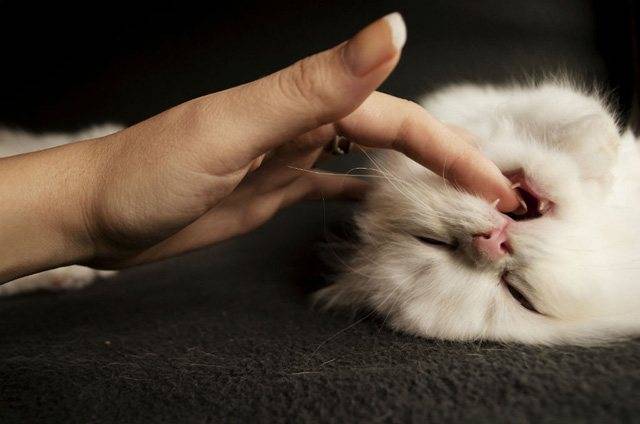 Как отучить кошку царапаться и кусаться | руки, ноги