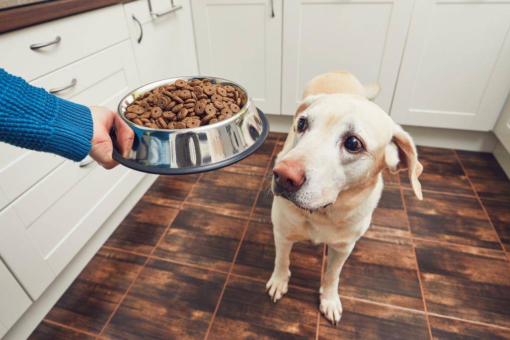 Собака плохо ест: причины, почему, когда стоит беспокоиться
