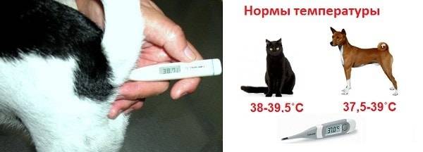 Как измерить температуру у кошки
