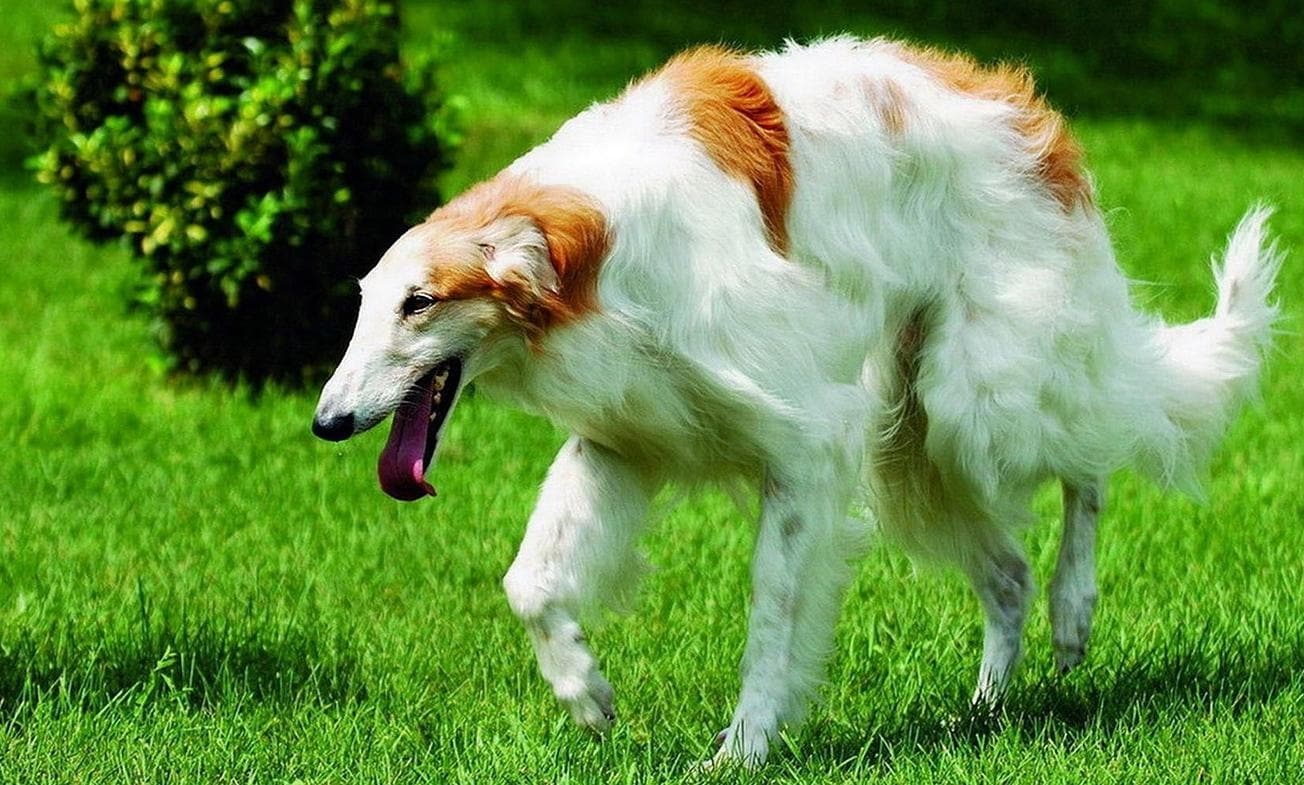 Русская псовая борзая: история породы и характер собаки