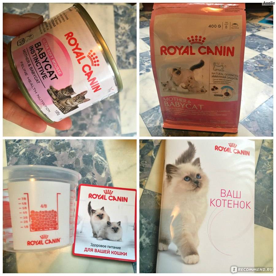 Корм для кошек royal canin: обзор, отзывы и цены
корм для кошек royal canin: обзор, отзывы и цены