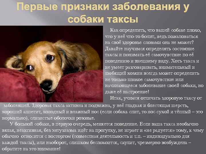 Сколько живут таксы в домашних условиях