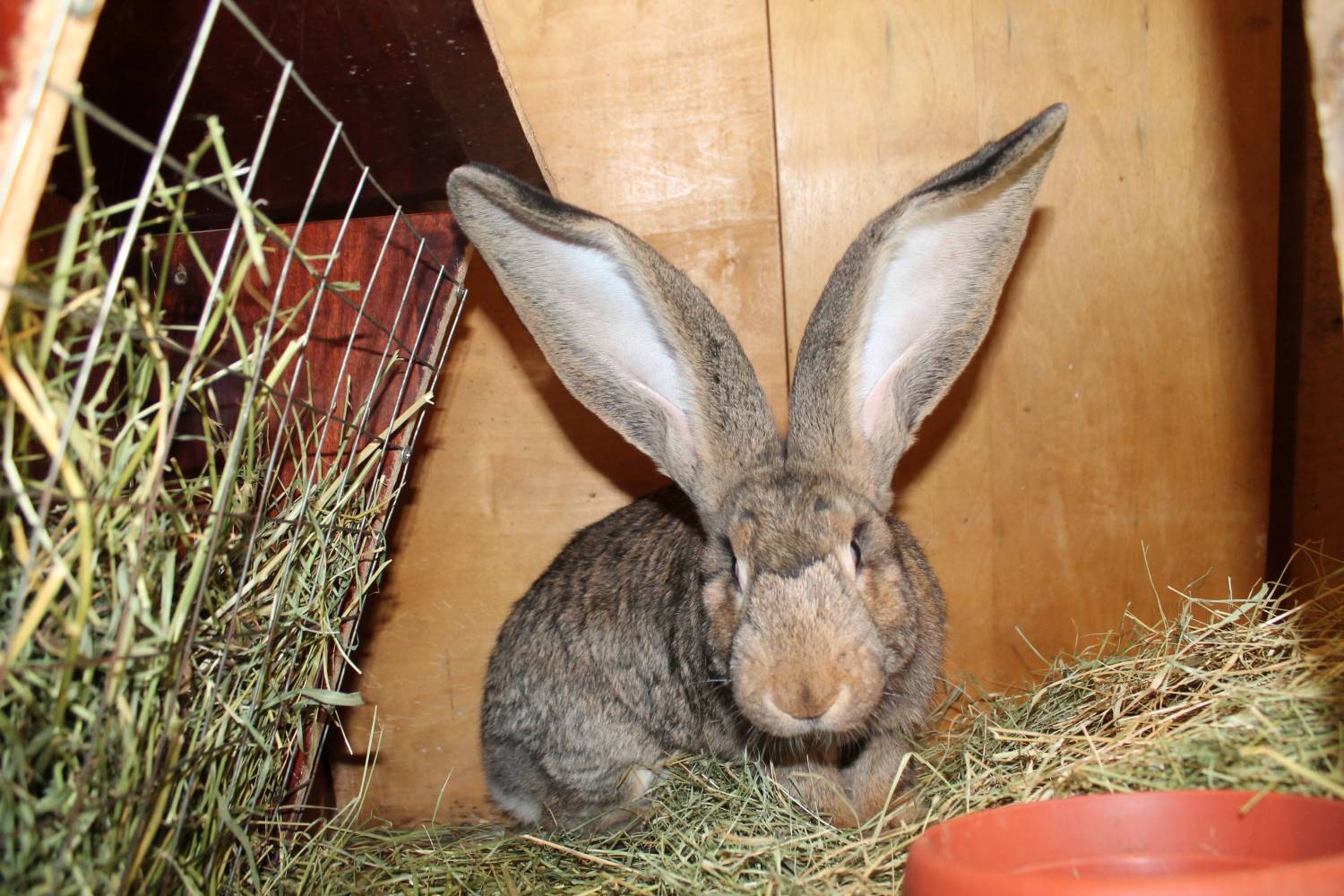Кролики породы фландр: разведение и содержание в домашних условиях