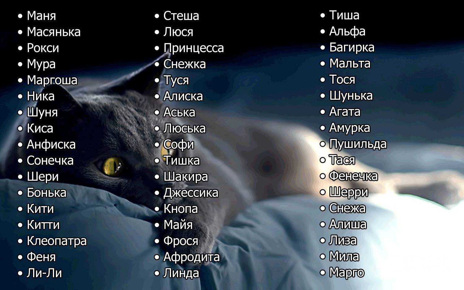 Как выбрать имя для котёнка-мальчика любой породы и цвета