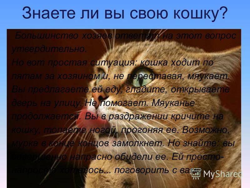Почему кошка ходит за мной по пятам? | сайт вет-рум.ру
