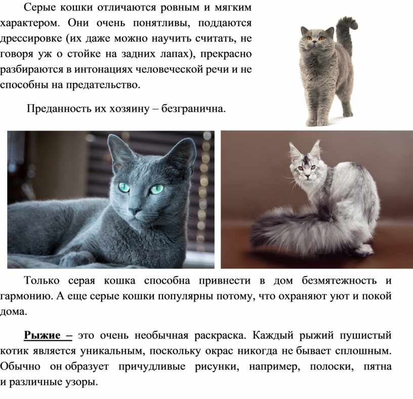 Порода кошек ликой: уход, внешний вид, характер