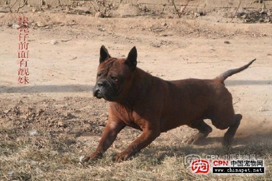 Чунцин - собака редкой породы: история, уход и содержание
