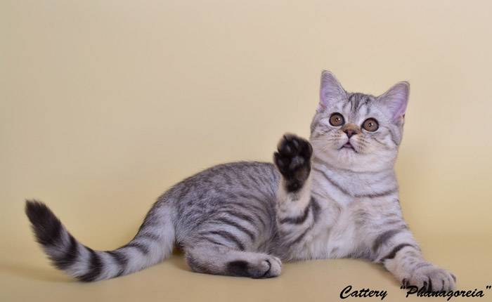 Скоттиш страйт - описание породы от а до я (135 фото): характер, цена котят, отзывы, содержание
