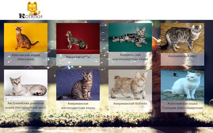 Самые маленькие породы кошек - все о породах кошек с описанием, фотографиями и названиями.все о породах кошек с описанием, фотографиями и названиями.