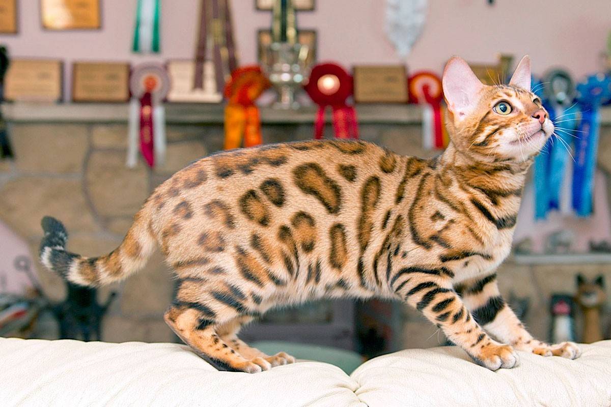Характер бенгальской кошки (18 фото): описание породы и характера, поведение котят, достоинства и недостатки котов, отзывы владельцев