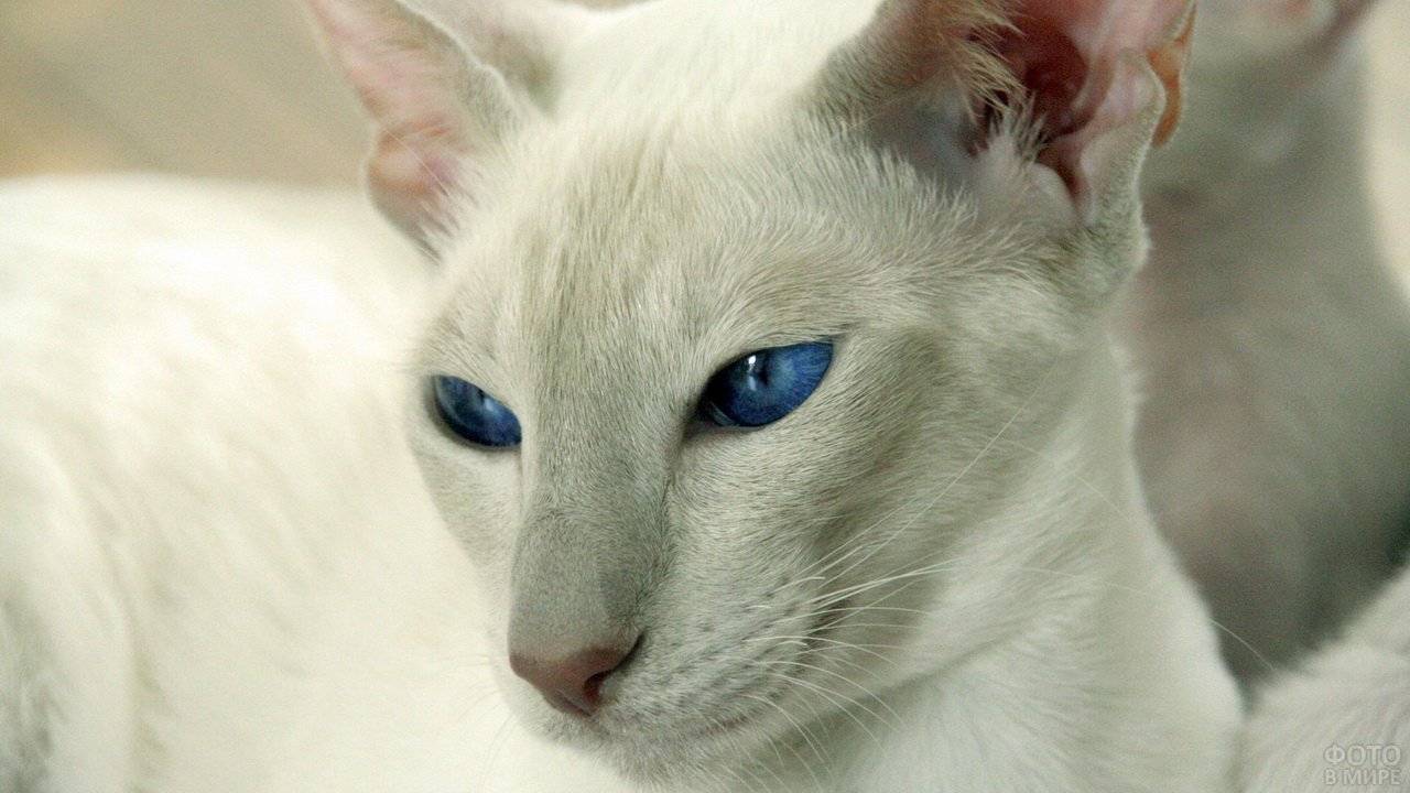 Черно-белый кот (42 фото): названия пород пушистых черно-белых кошек, котенок черного окраса с белыми пятнами на грудке
