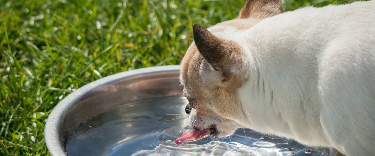 Собака мало пьет или не пьет совсем: причины и меры | блог ветклиники "беланта"