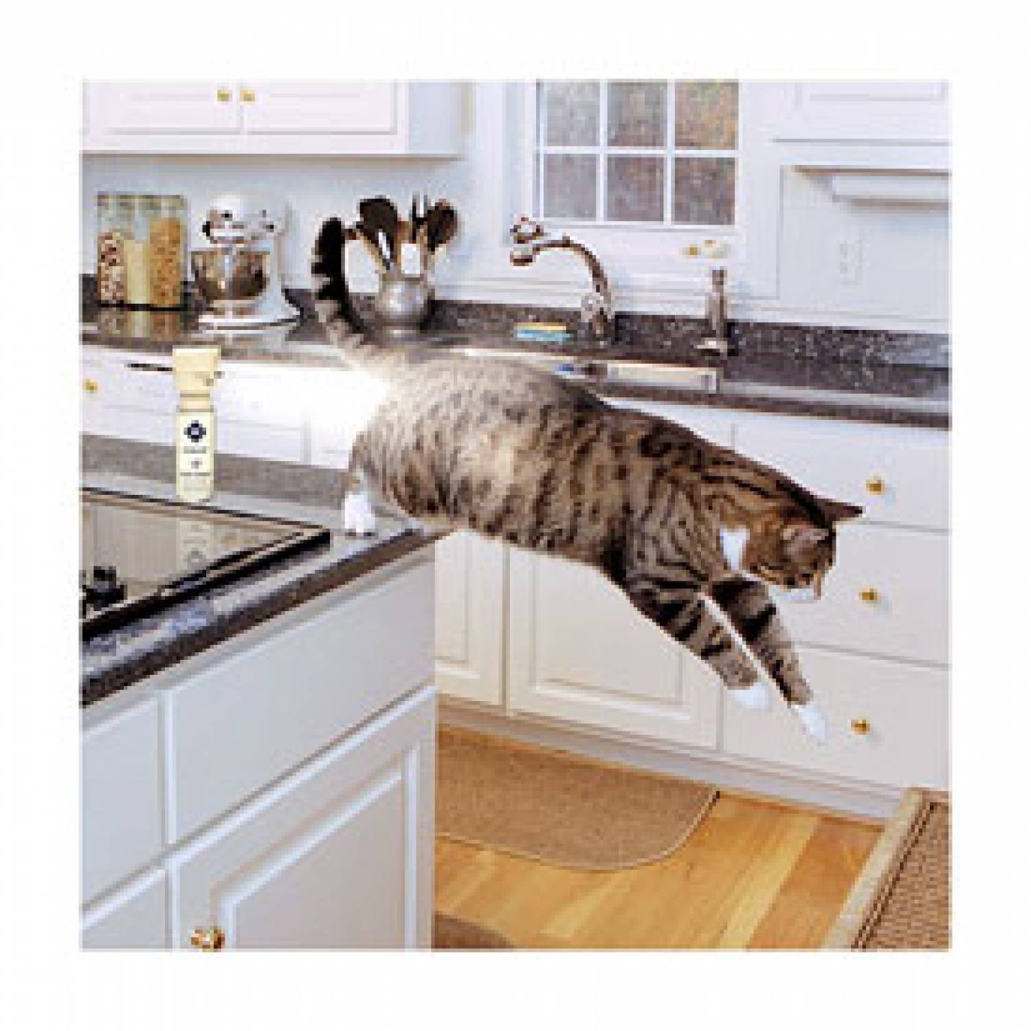Как отучить кота лазить на стол
