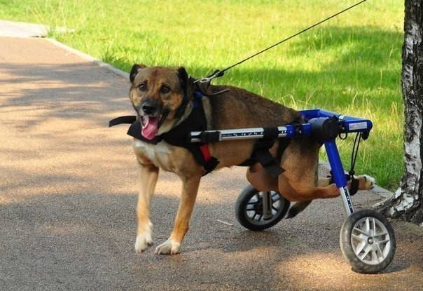 ᐉ инвалидные коляски для кошек - ➡ motildazoo.ru