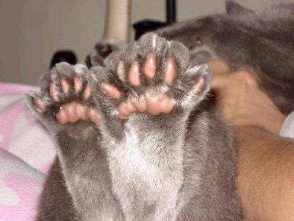 Сколько пальцев на лапах у кошки должно быть в норме?