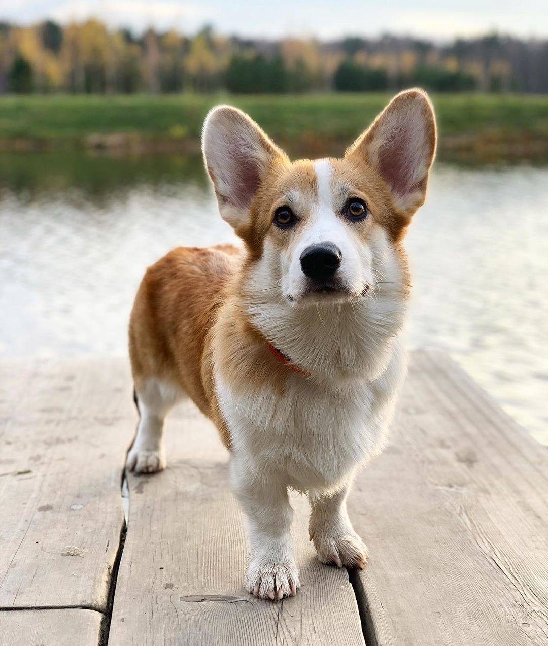 Собака с большими ушами и короткими лапами: порода