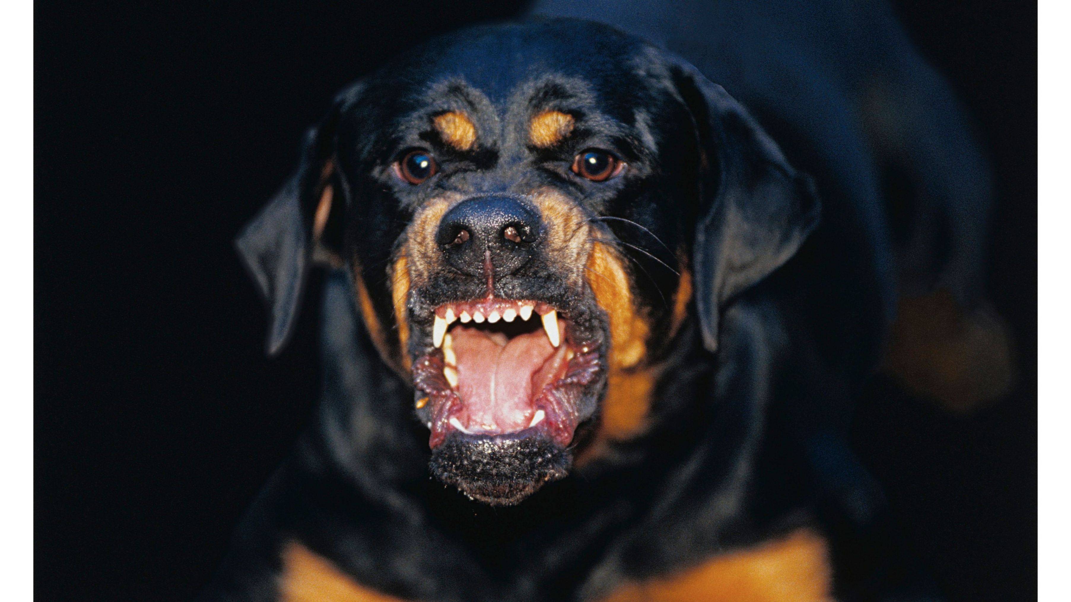 Самые опасные собаки в мире: топ-25 опасных пород собак
