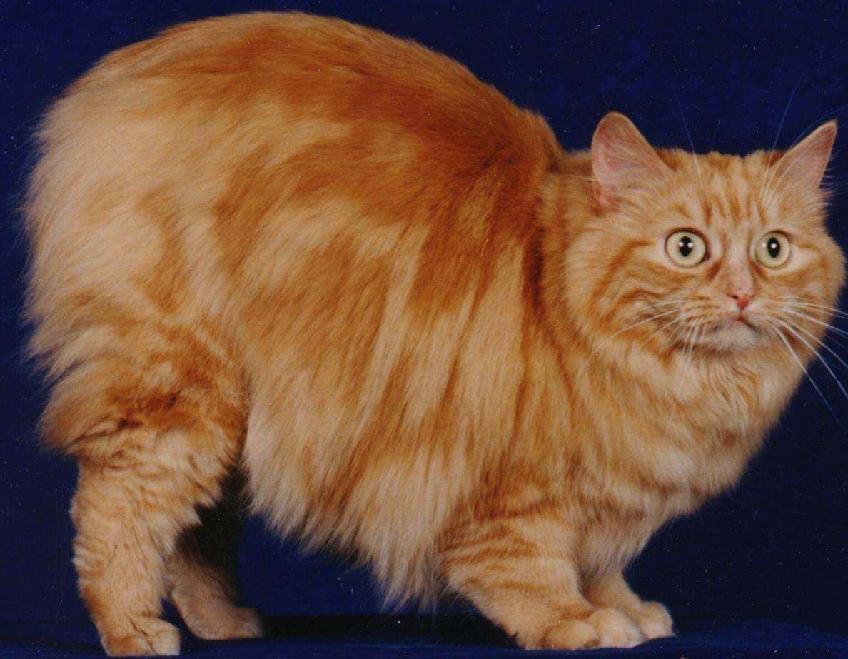 Кимрик (уэльская кошка) - описание породы и характер кошки
