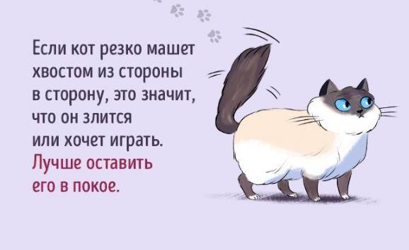 Мяу по‑русски: о чем говорят кошки