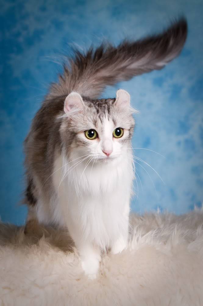 Американский керл: фото, описание породы кошек, характер и отзывы