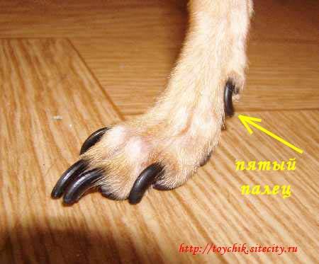 Особенности строения лап, или сколько пальцев у собак